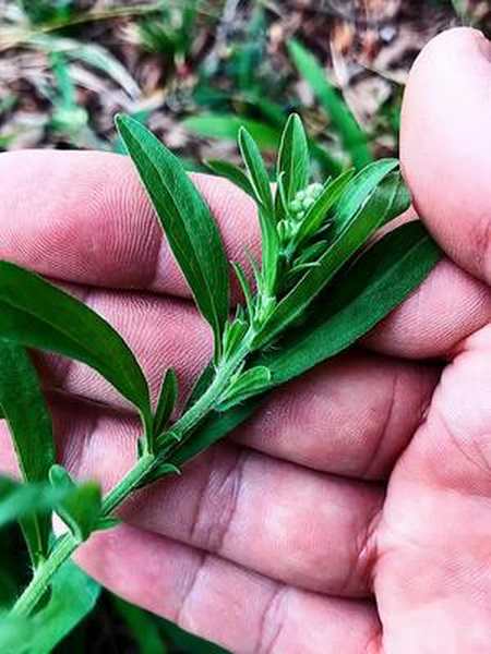 小蓬草的根图片