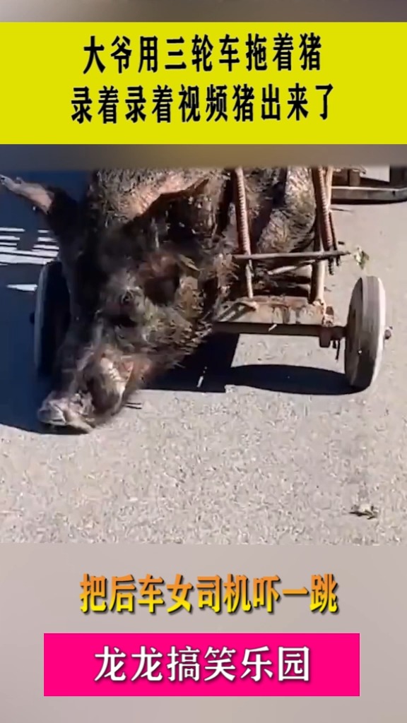 大爷用三轮车拖着猪,录着录着视频猪出来了,把后车女司机吓一跳