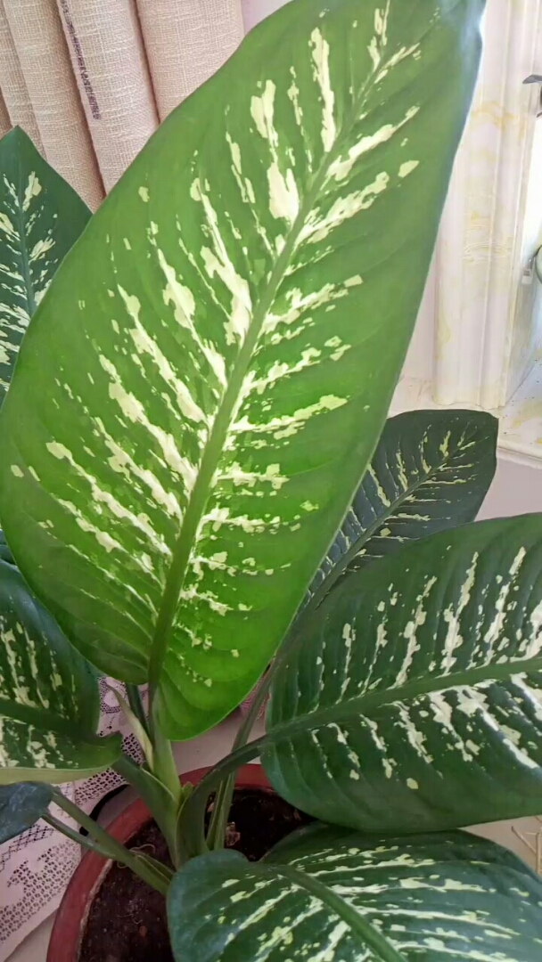 老铁们看一看这是什么花,它有一个好听的名子,叫金皇后,叶片很好看