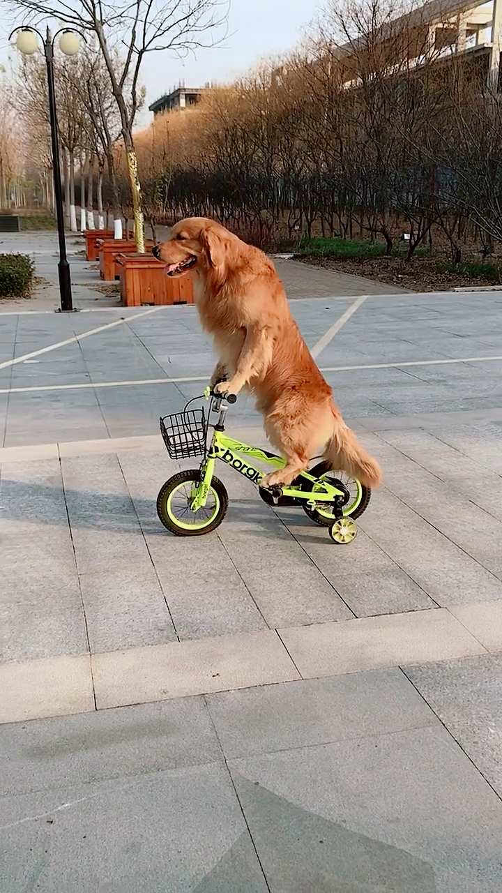 我家宠物成精了#金毛轮胎骑着它心爱的小车车
