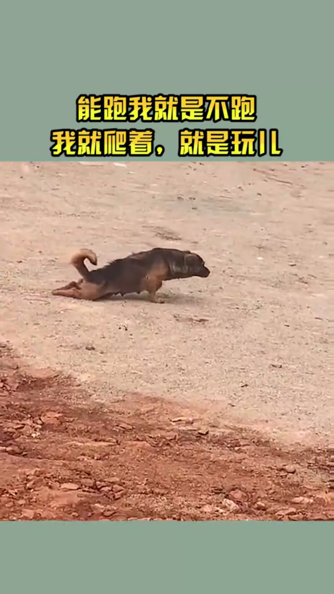 能跑我就是不跑,我就爬着,哎,就是玩儿