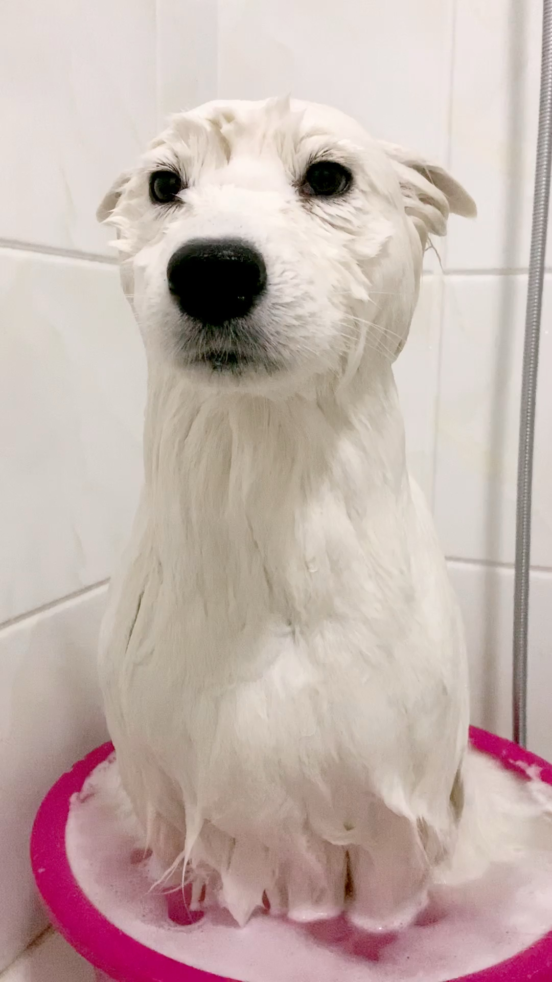 萨摩耶#团团洗澡百变秀