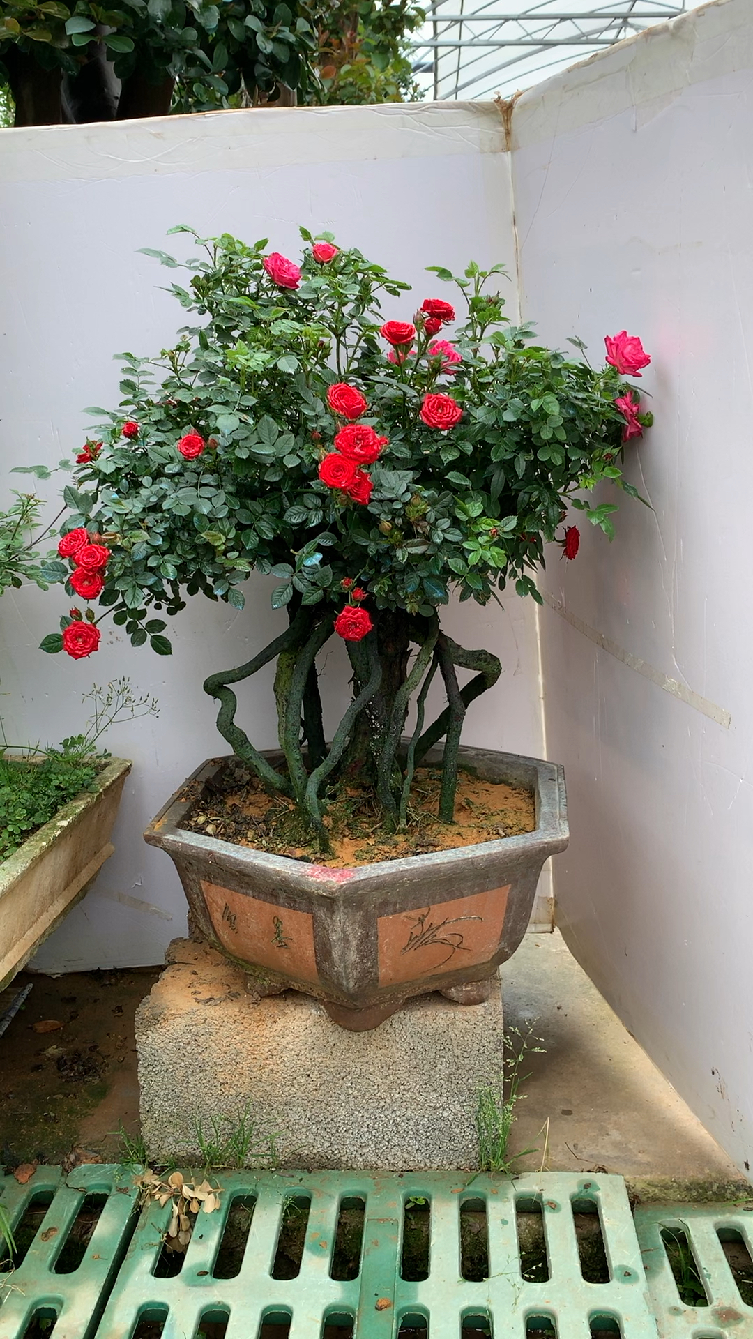 高提根双色月季!