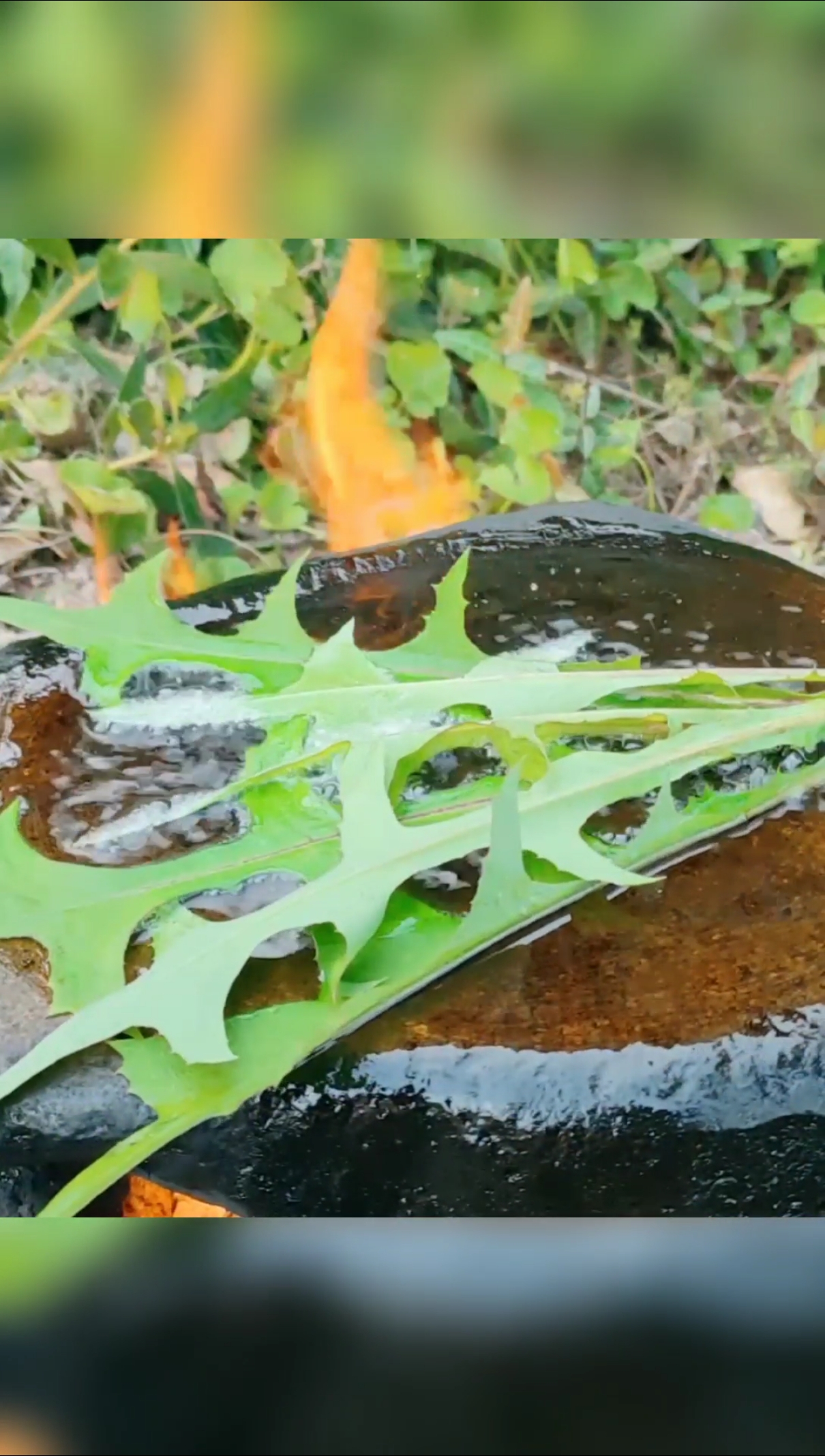 万物皆可烧烤#野苦麻菜有吃过吗?