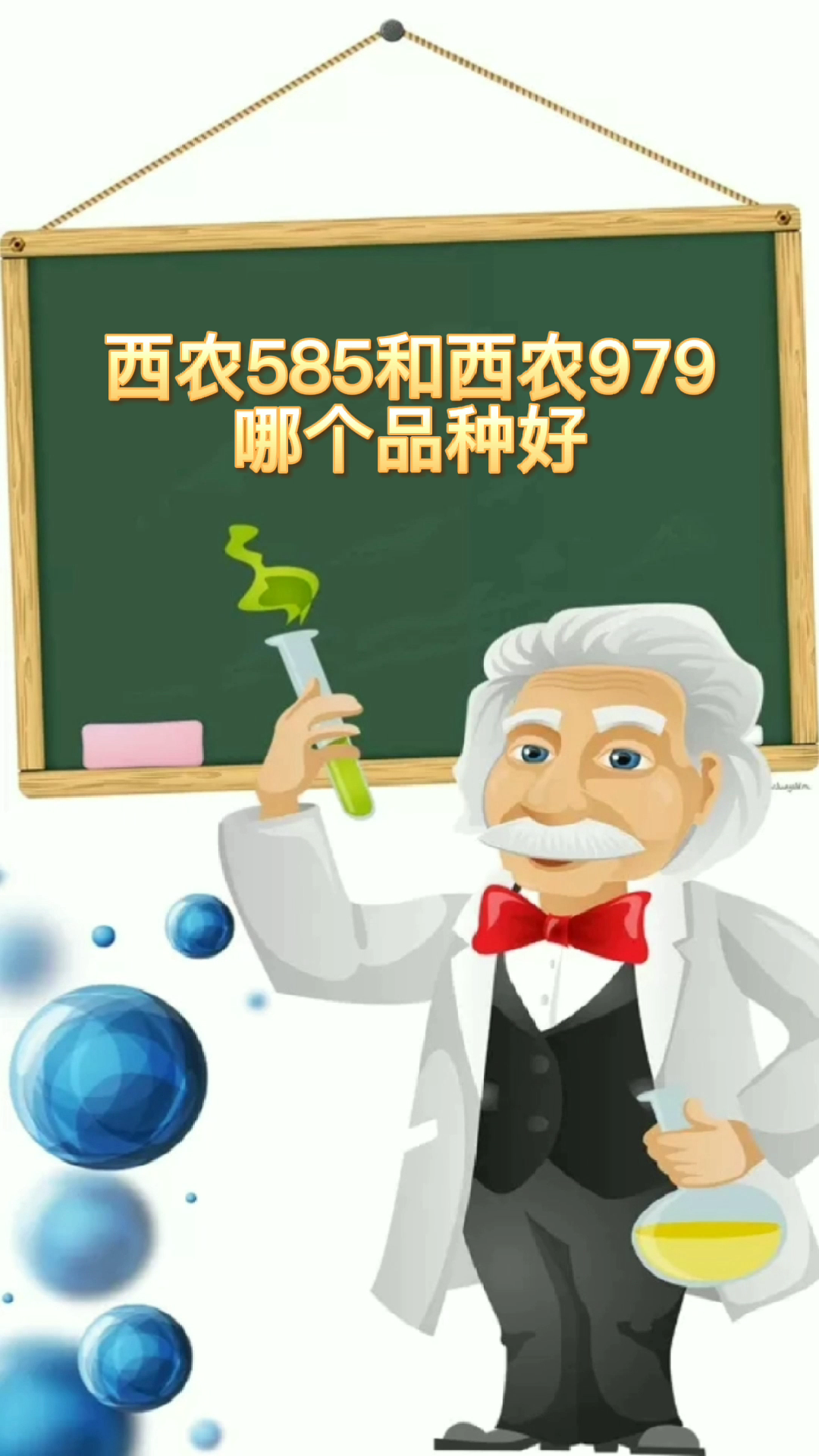 西农585图片