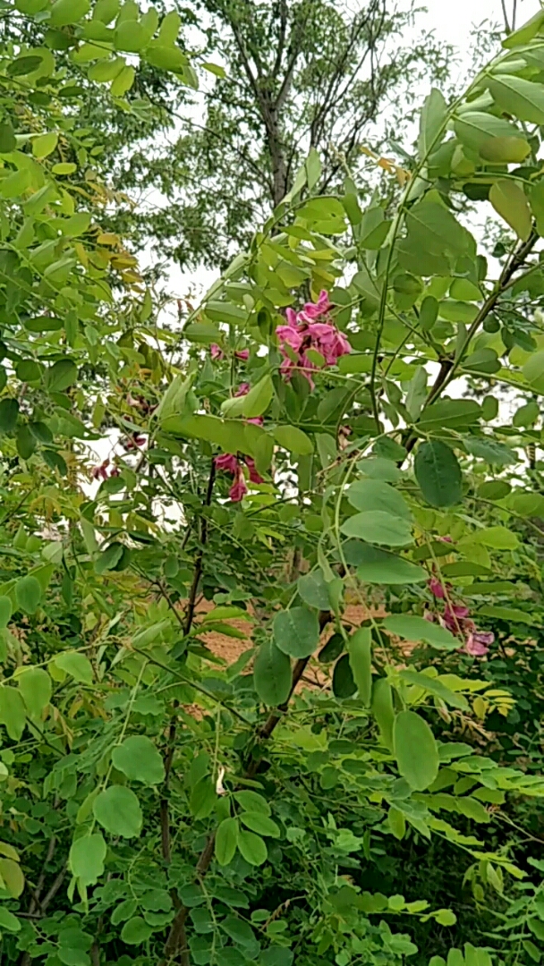 野生的紫色的槐花!很少见到!