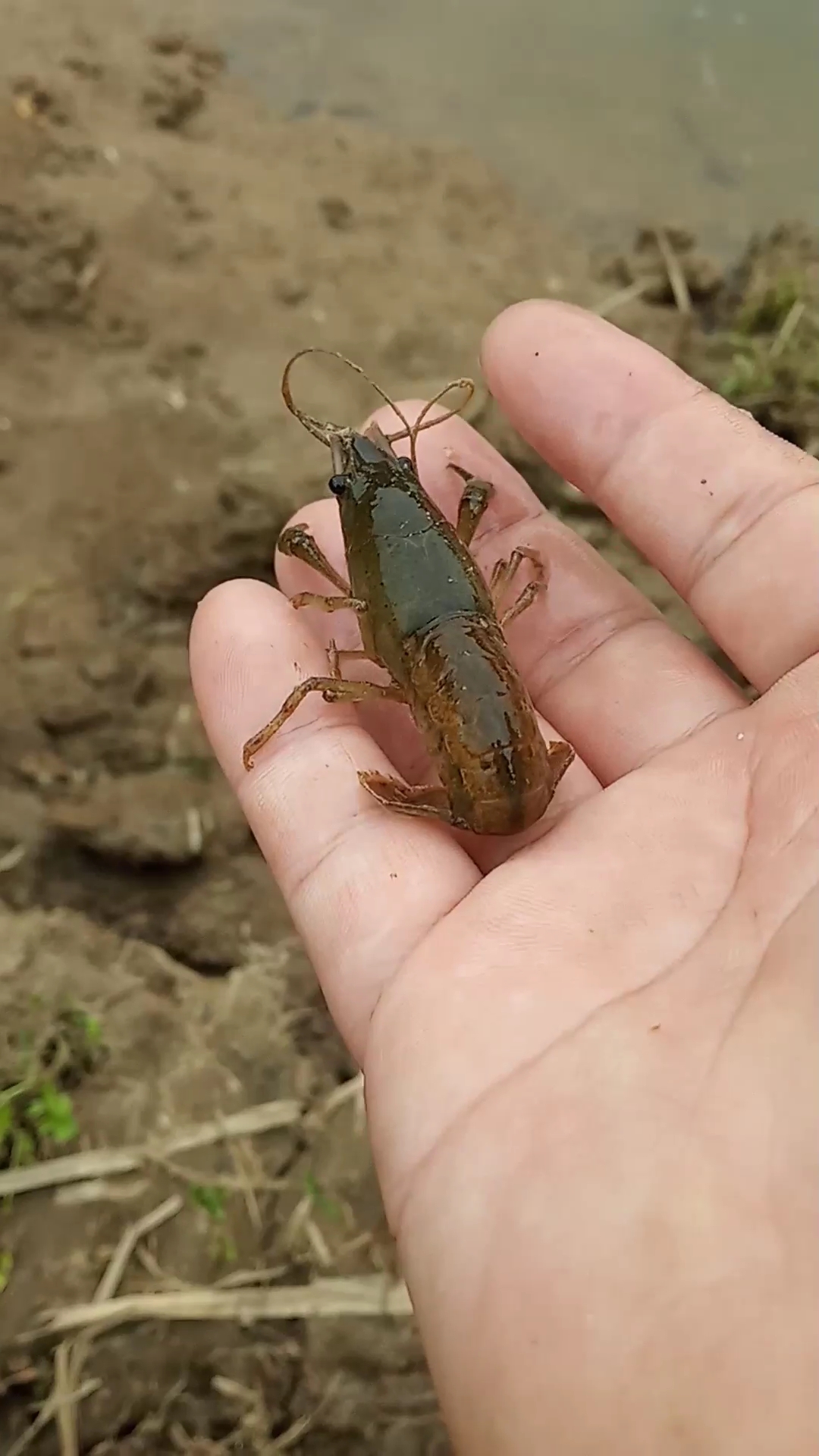 野生小龙虾,你吃几百块钱的龙虾小时候!
