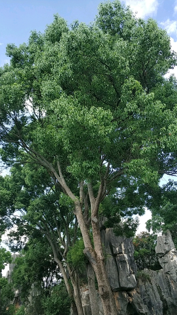 喜欢南方的高大树木