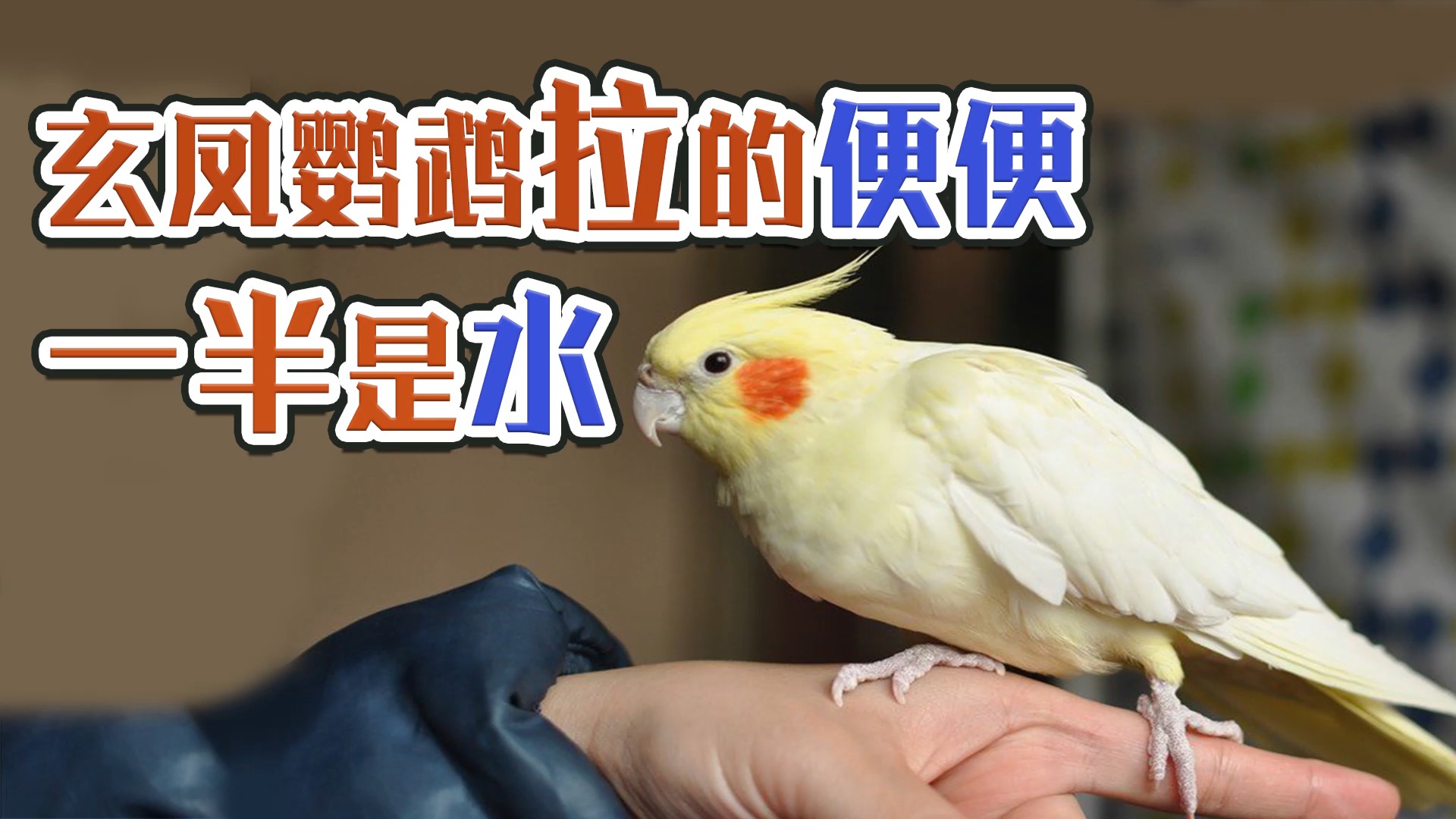 玄凤鹦鹉拉的便便一半是水