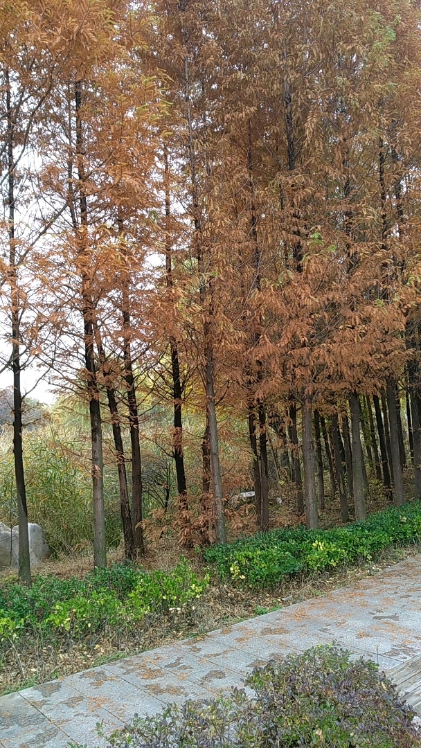 圣城曲阜植物园的水杉