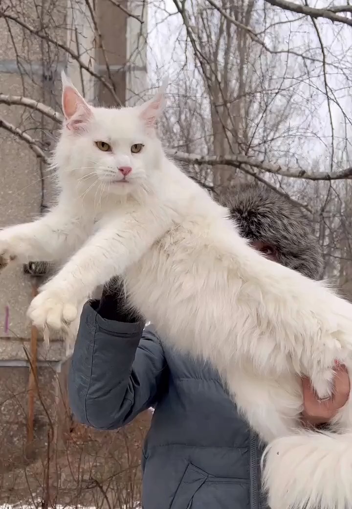 我要上热门体大纯白色缅因妹妹