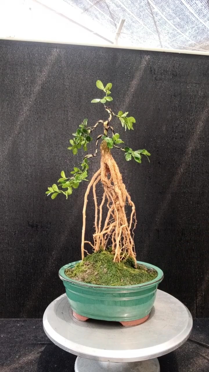 小精品之黄杨提根