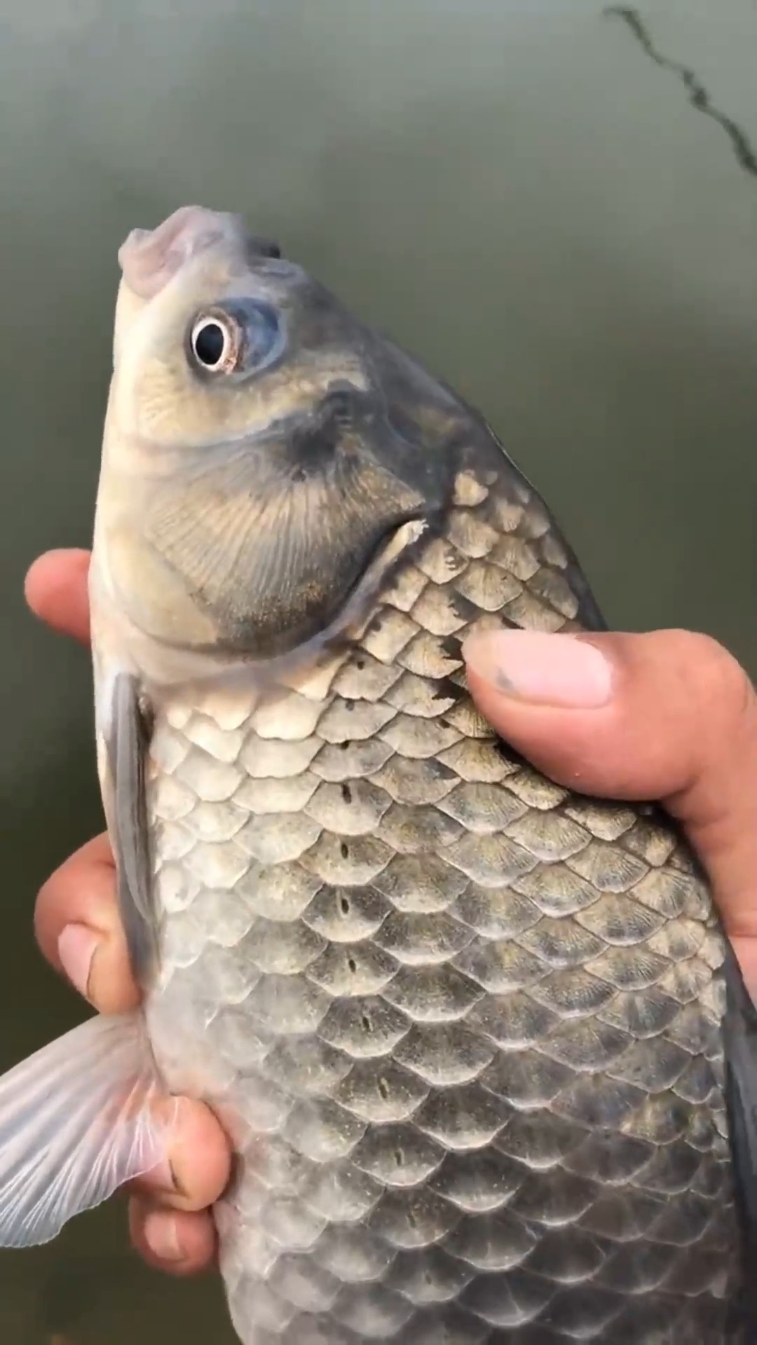 娱乐#男子河里钓到野生大鲫鱼,乌黑乌黑的,说放生就放生了,真可惜