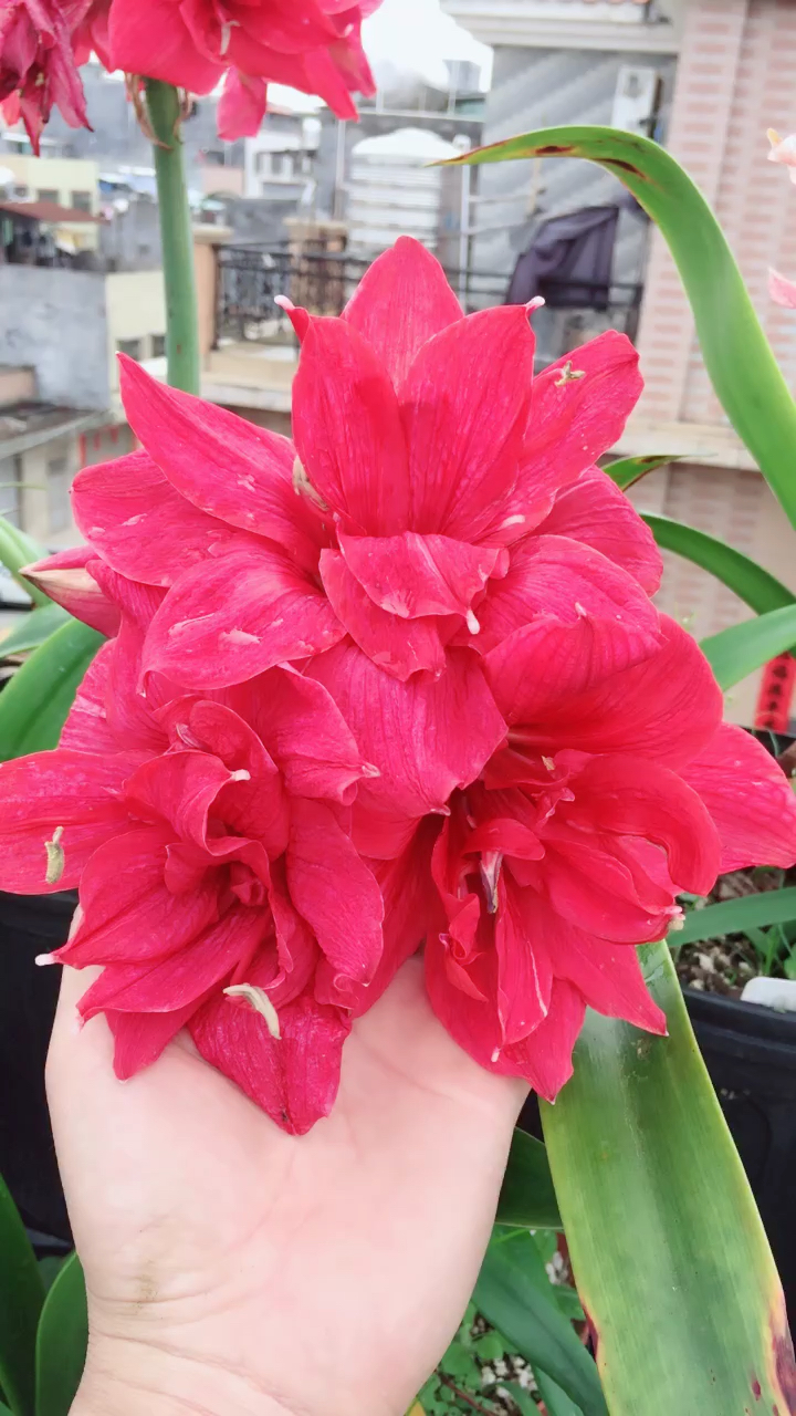 朱顶红:红粉佳人,珍妮女士,可爱女神,阳光女神,异域女神……-度小视