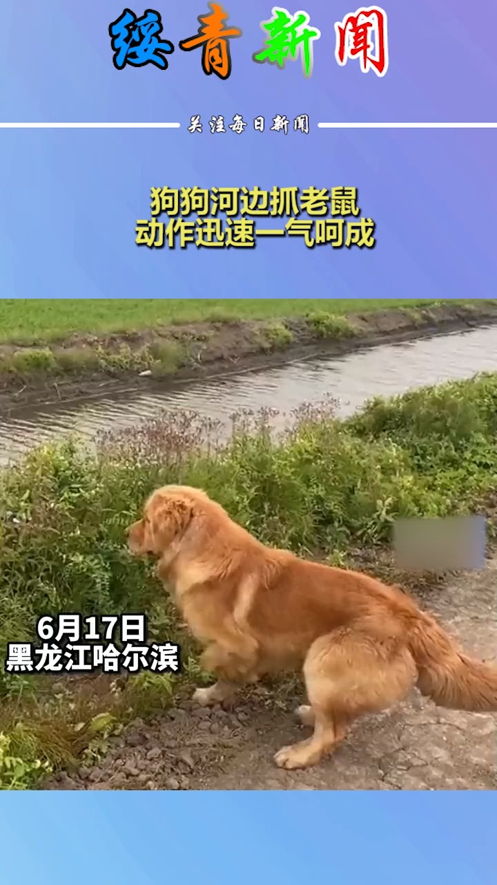 狗狗河边抓老鼠 ,动作迅速一气呵成