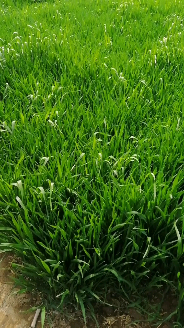 看看这麦苗,又是个丰收年