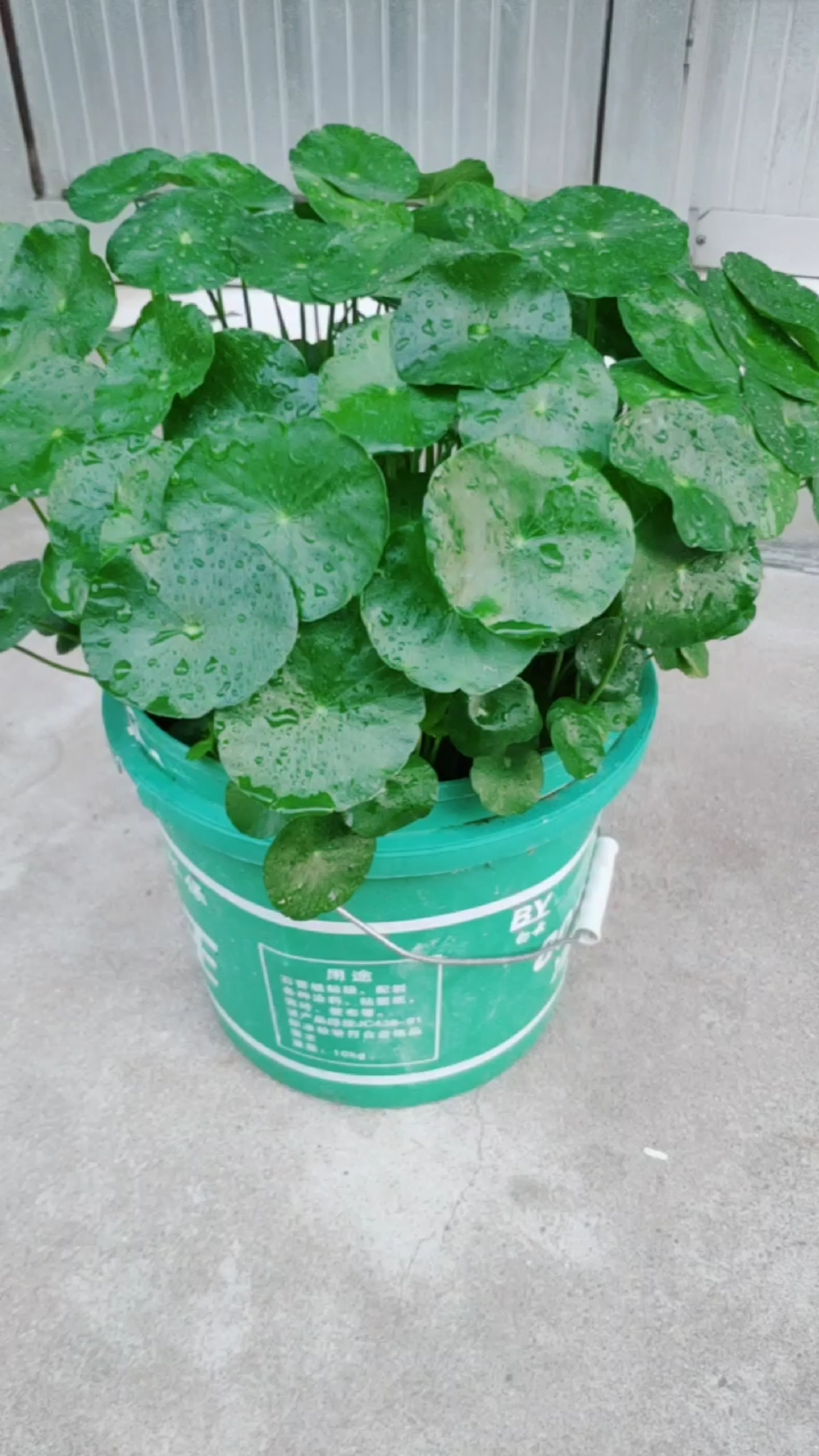 水培铜钱草爆盆了