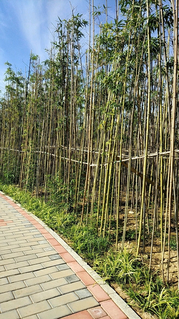 竹路