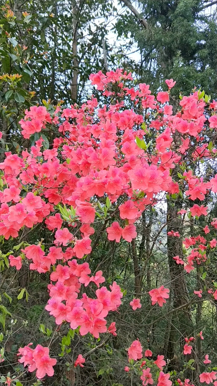 万紫千红杜鹃花