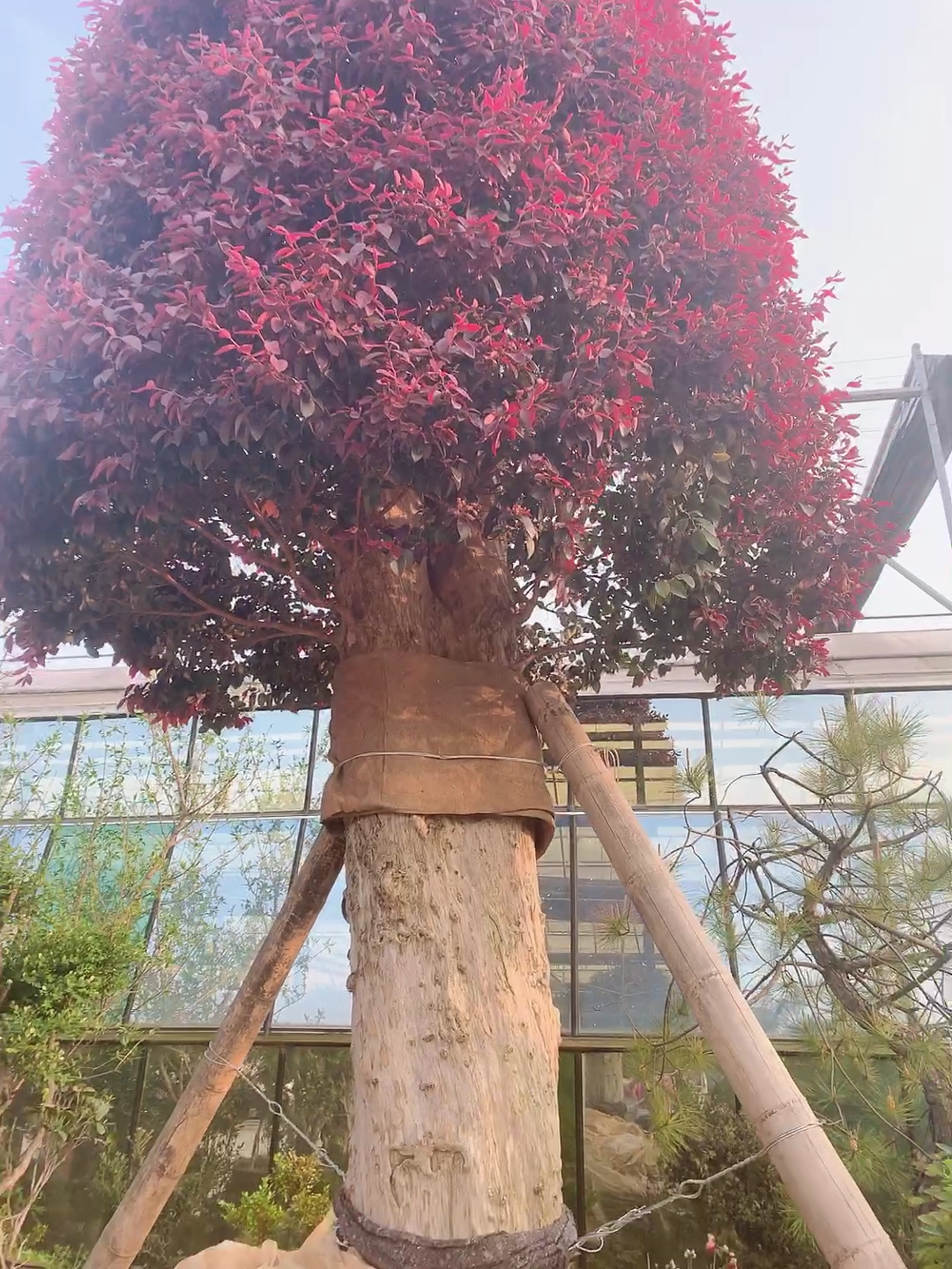 千奇百怪盆景桩#庭院地栽大型红花檵木