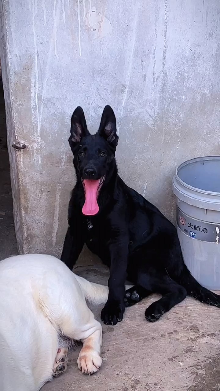 东德牧羊犬#纯黑东德幼犬