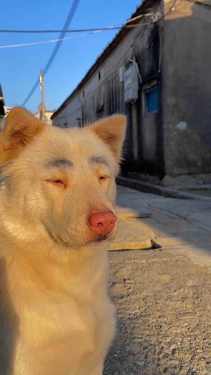 搞笑视频#原来你狗子也能这么好看么