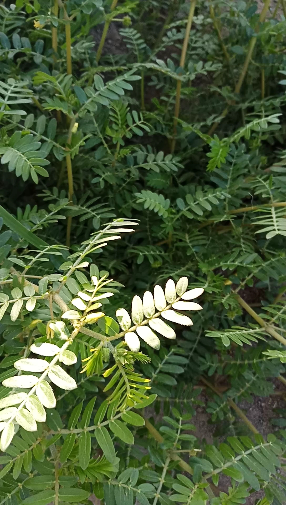 刺黎植物