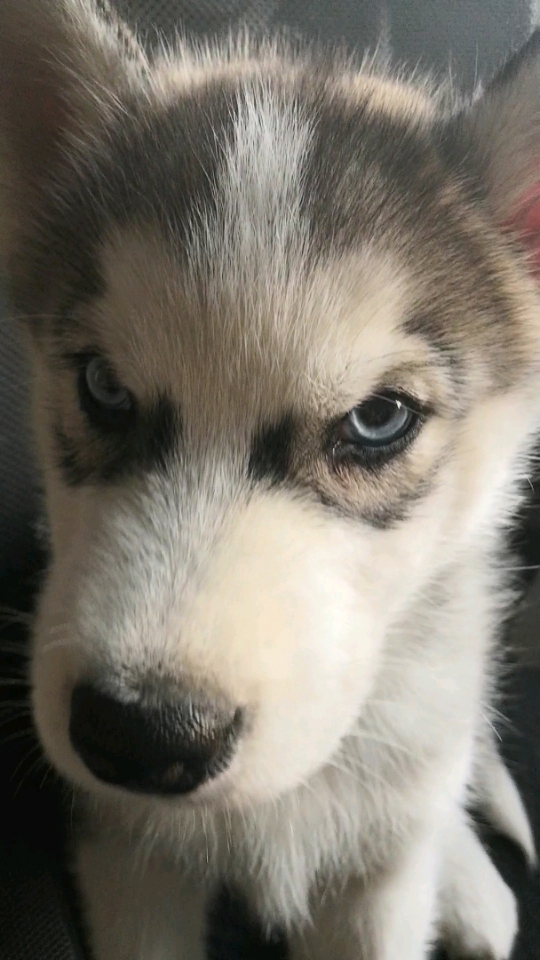 二哈:本汪大名马二蛋!想有个官方点的小名,谁先给取个