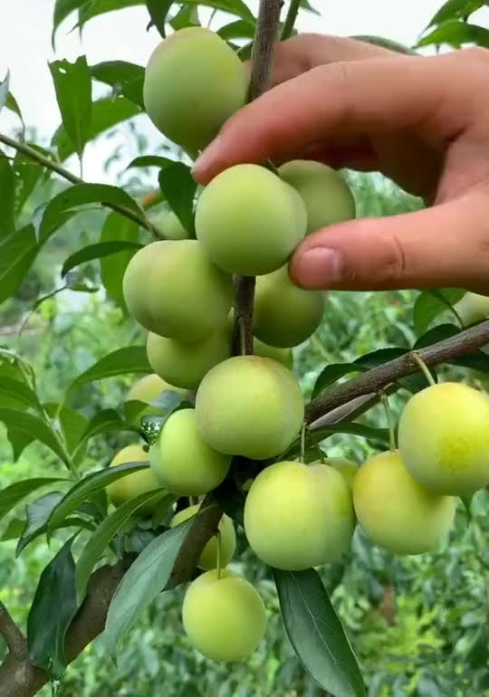 把青李切开的那一刻,看的我口水都快流出来了,好想吃一口