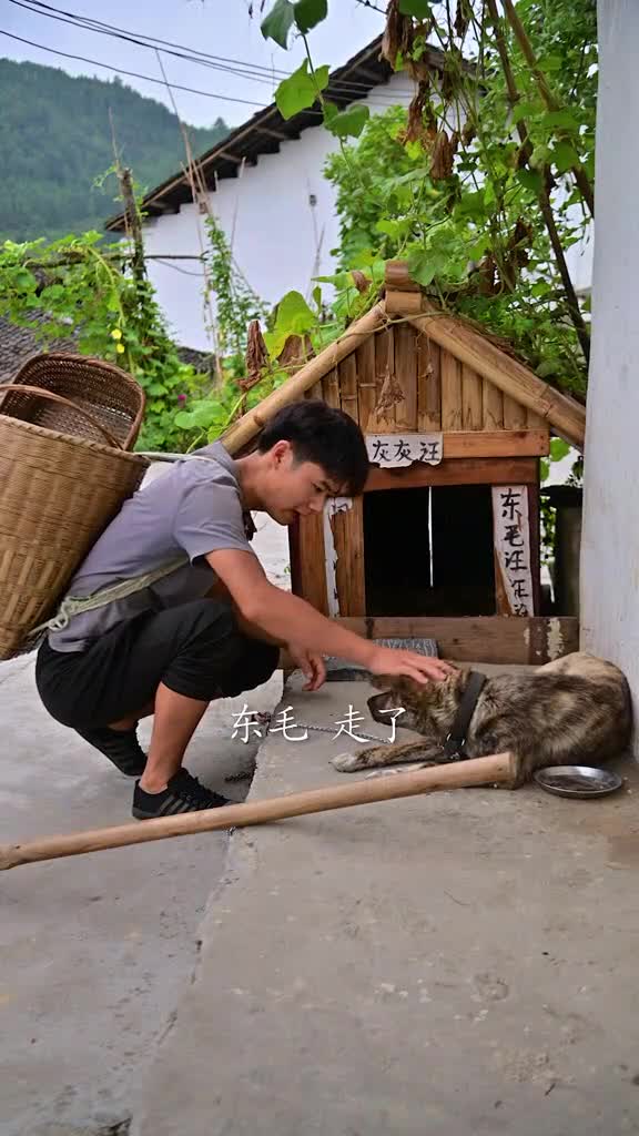 今天不是很热我又来挖蚕妞妞了花生快熟了哦