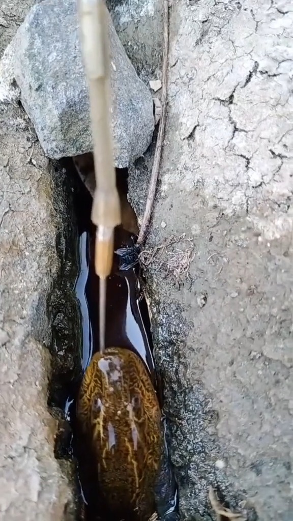 農村小夥釣鱔魚,竟然脫鉤了