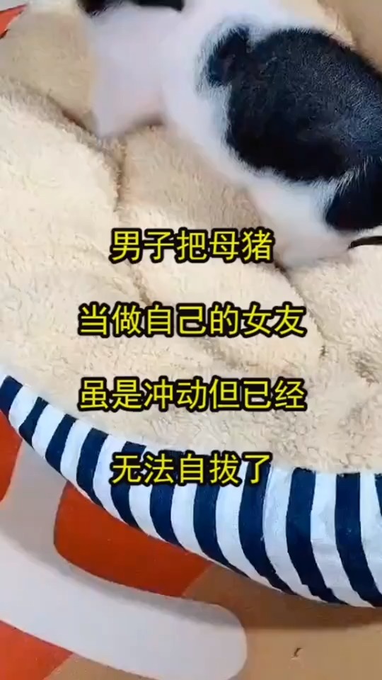 叫女朋友母猪图片