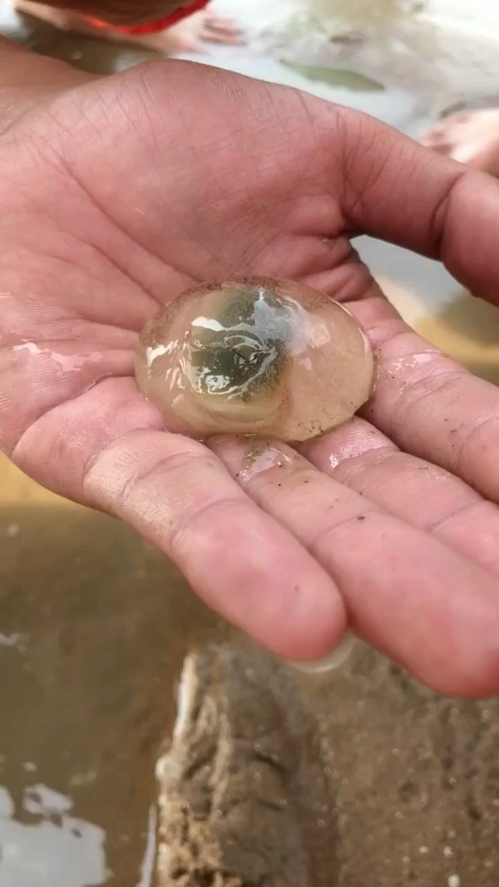 记录大海 记录生活 泥螺出卵演示