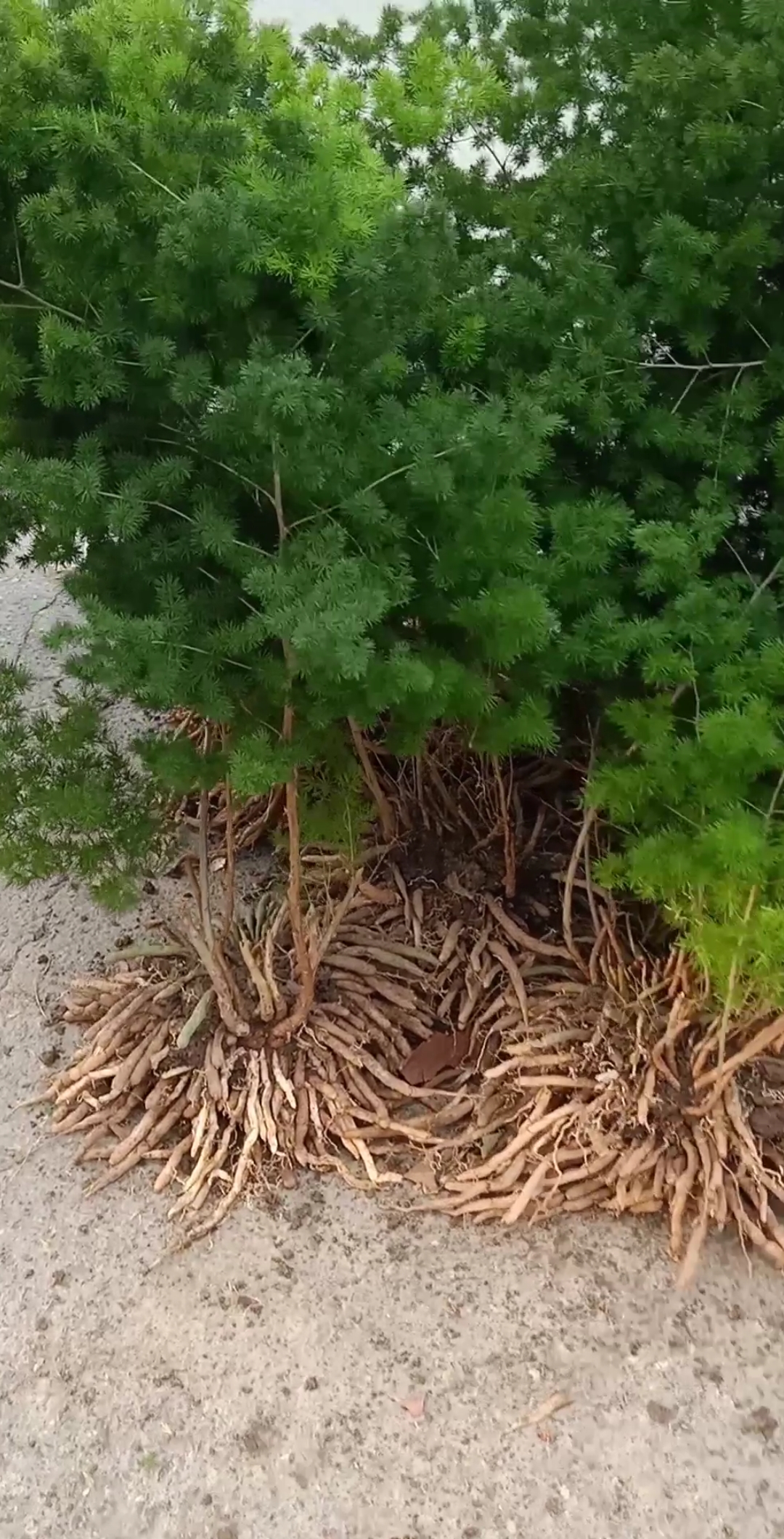 最潮劳动者#蓬莱松属于根生分株繁殖