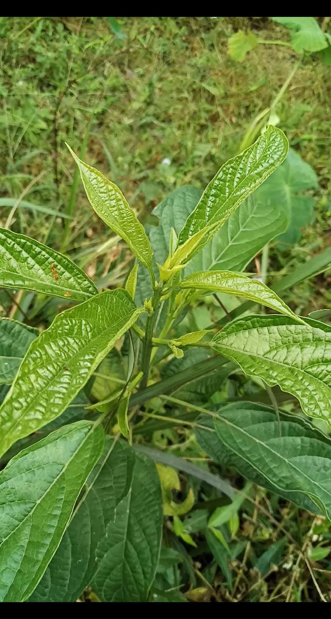 秀出我的家乡味#羊咩菜:嫩茎梢作野菜食用,煎鸡蛋最好吃!