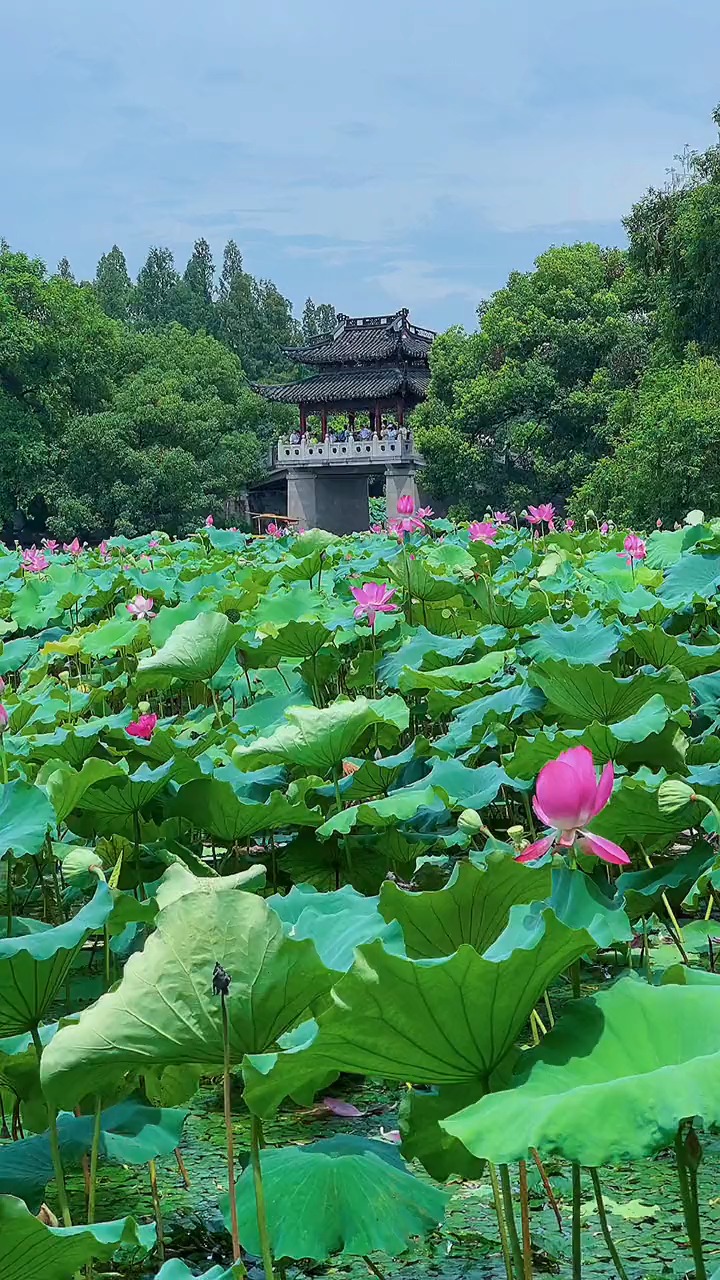 诗画江南魅力杭州梦里水乡美在西湖荷花荷塘美景杭州西湖治愈