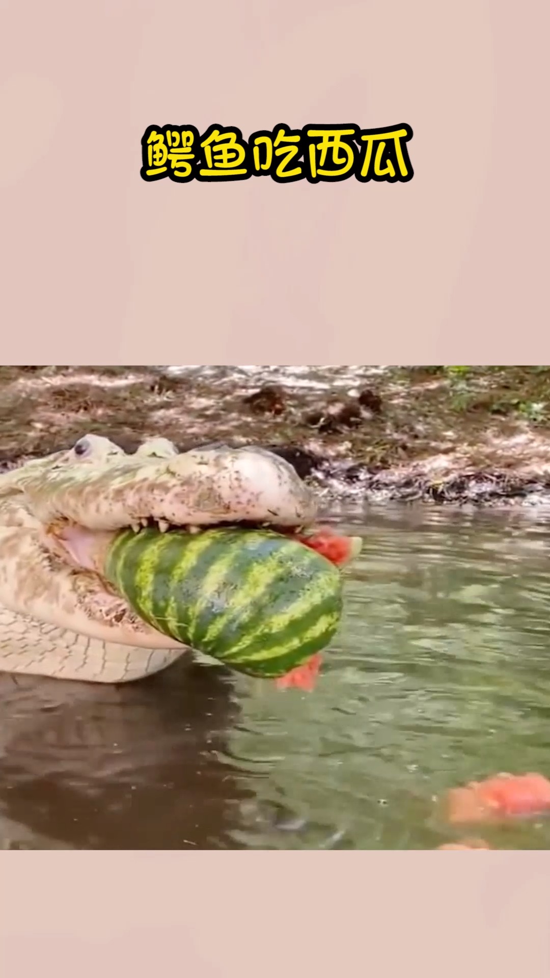 我要上热门#鳄鱼吃西瓜,嘎嘣脆呀