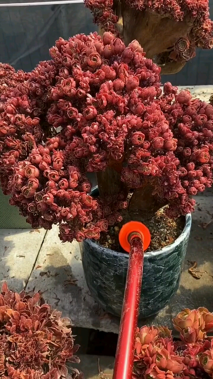 大型红色玫瑰朵缀正在给美人喝水令我移不开眼!