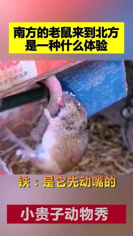 南方的老鼠来到北方以后是一种什么体验