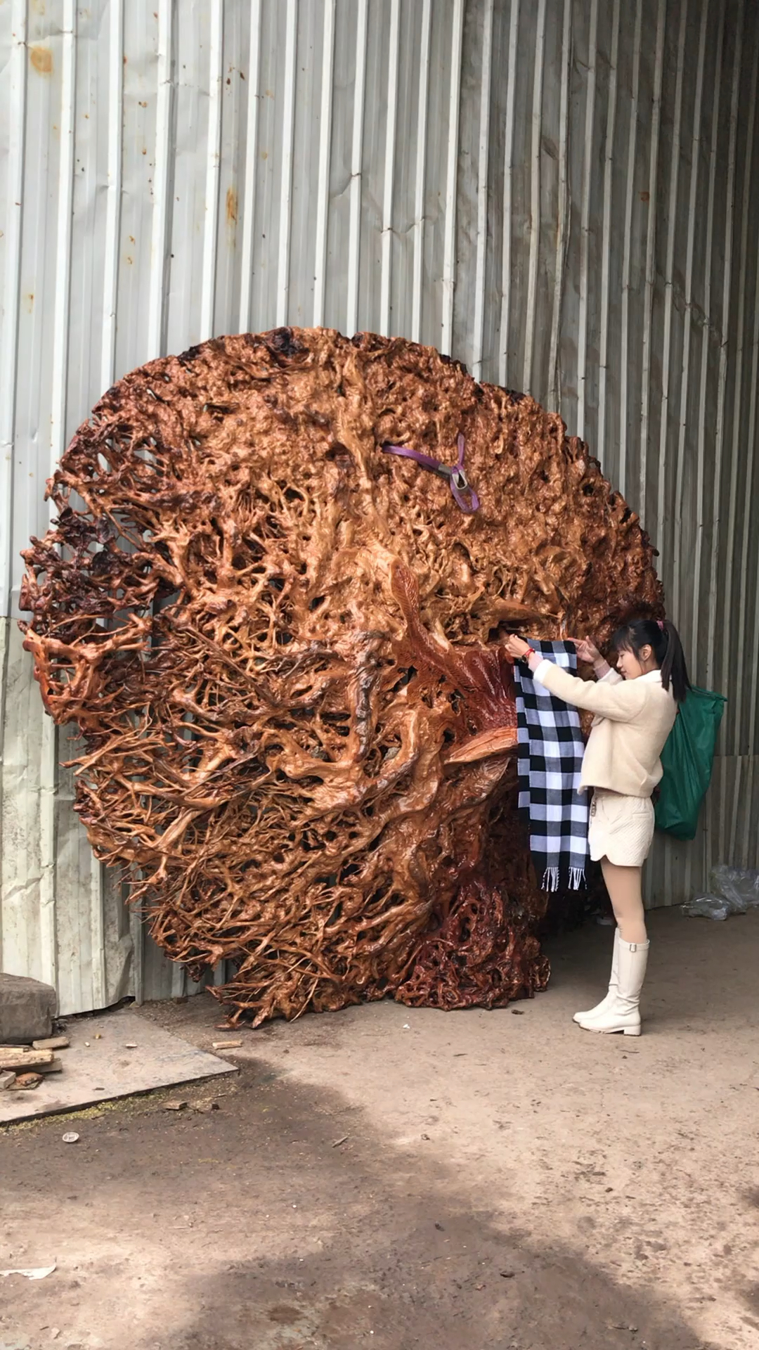 最美荔枝根孔雀