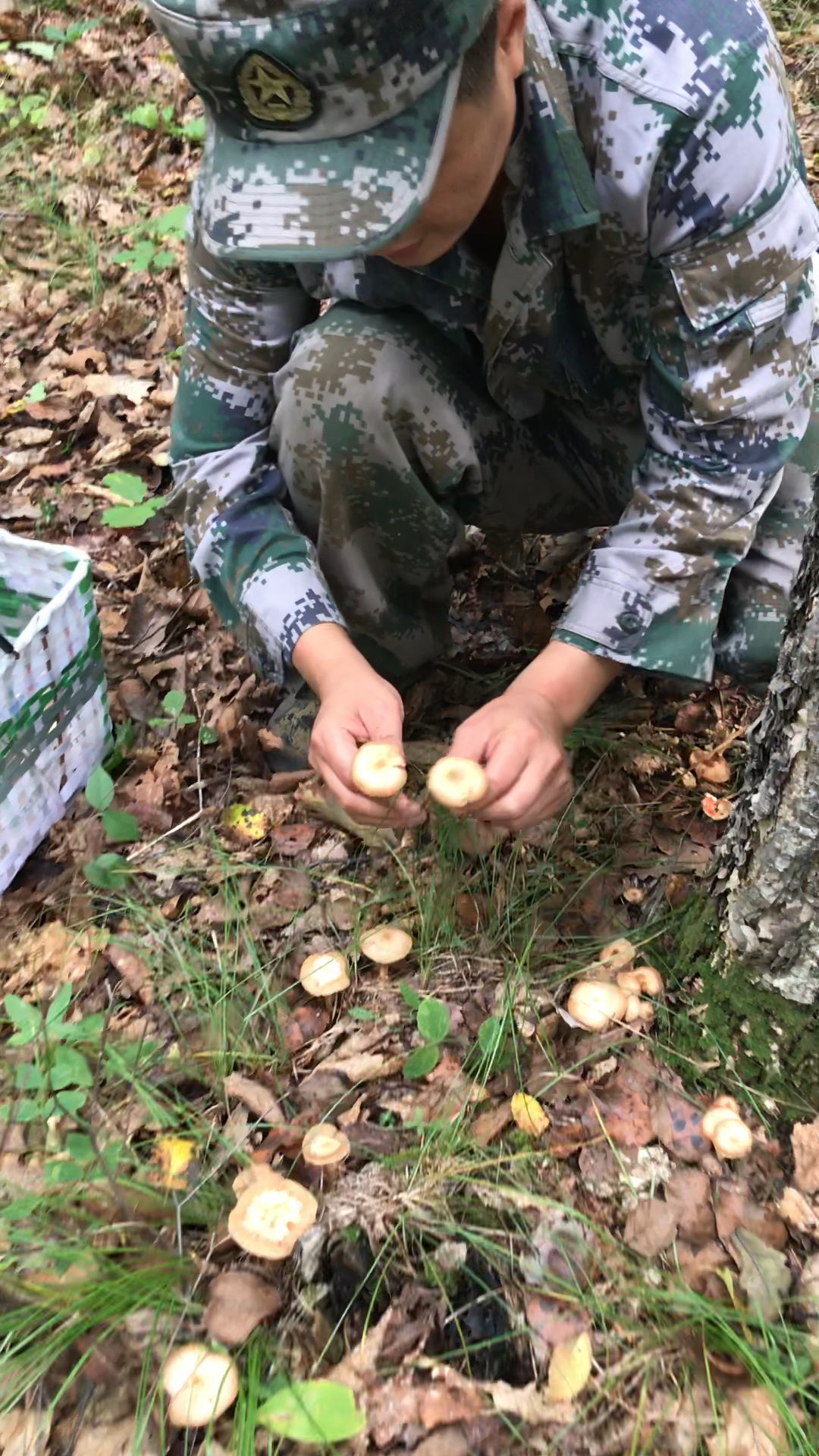 采榛蘑的小伙子?