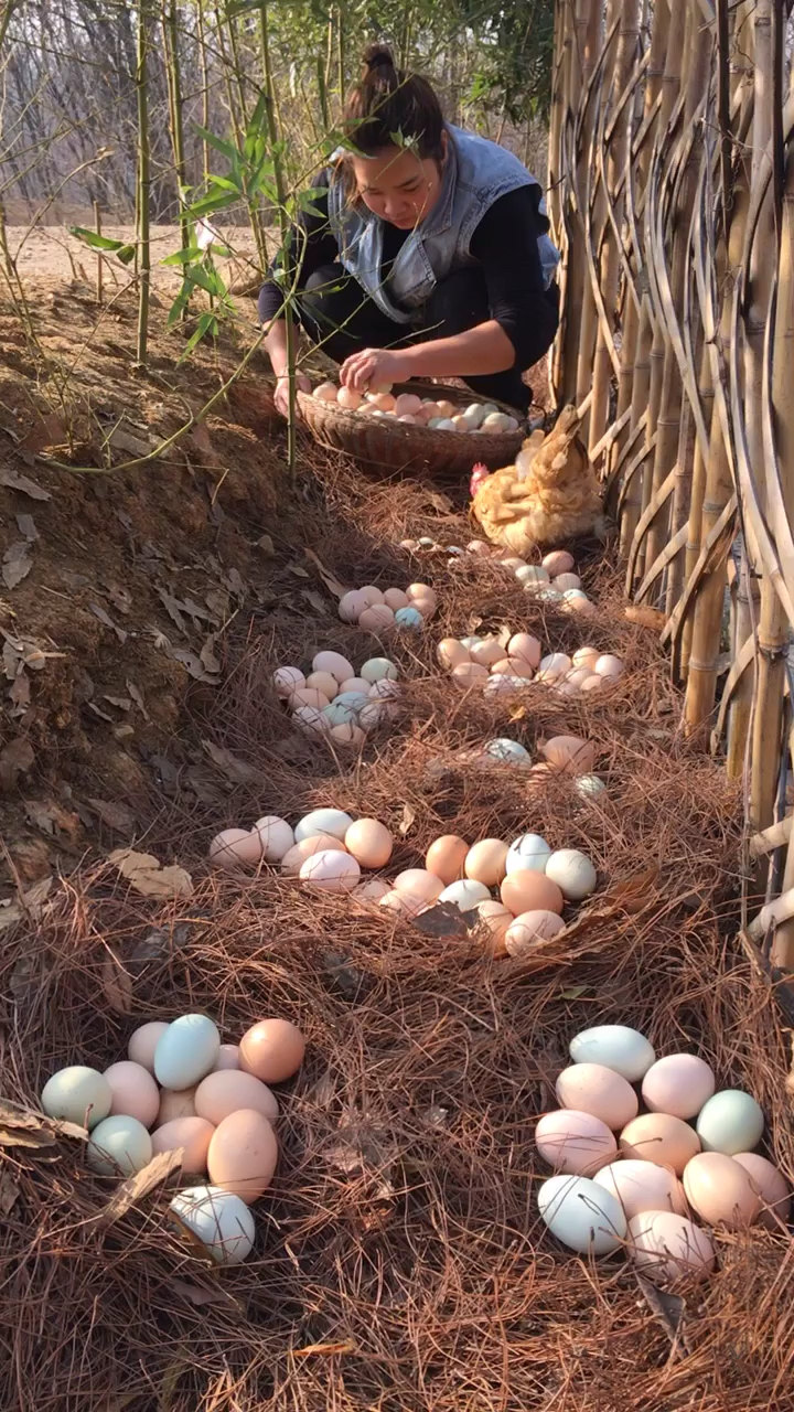 捡鸡蛋了