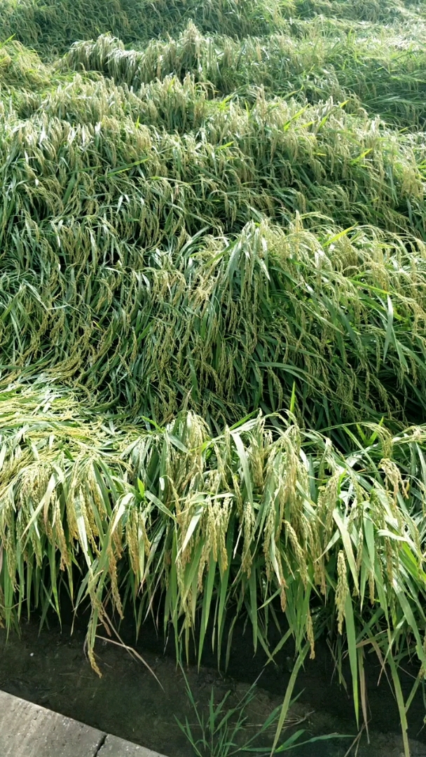 水稻倒伏了!不知道阳光保险能报多少?