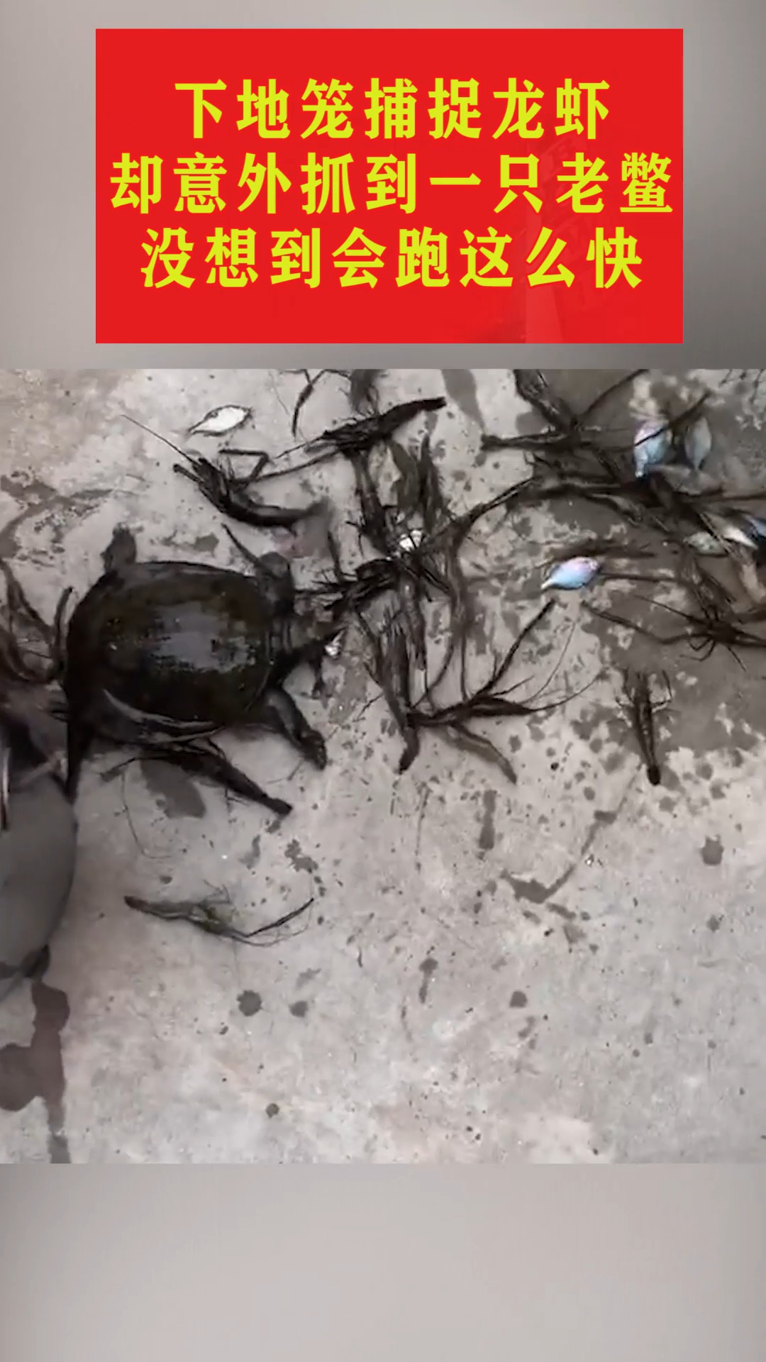 下地笼捕捉龙虾,却意外抓到一只老鳖,没想到会跑这么快!
