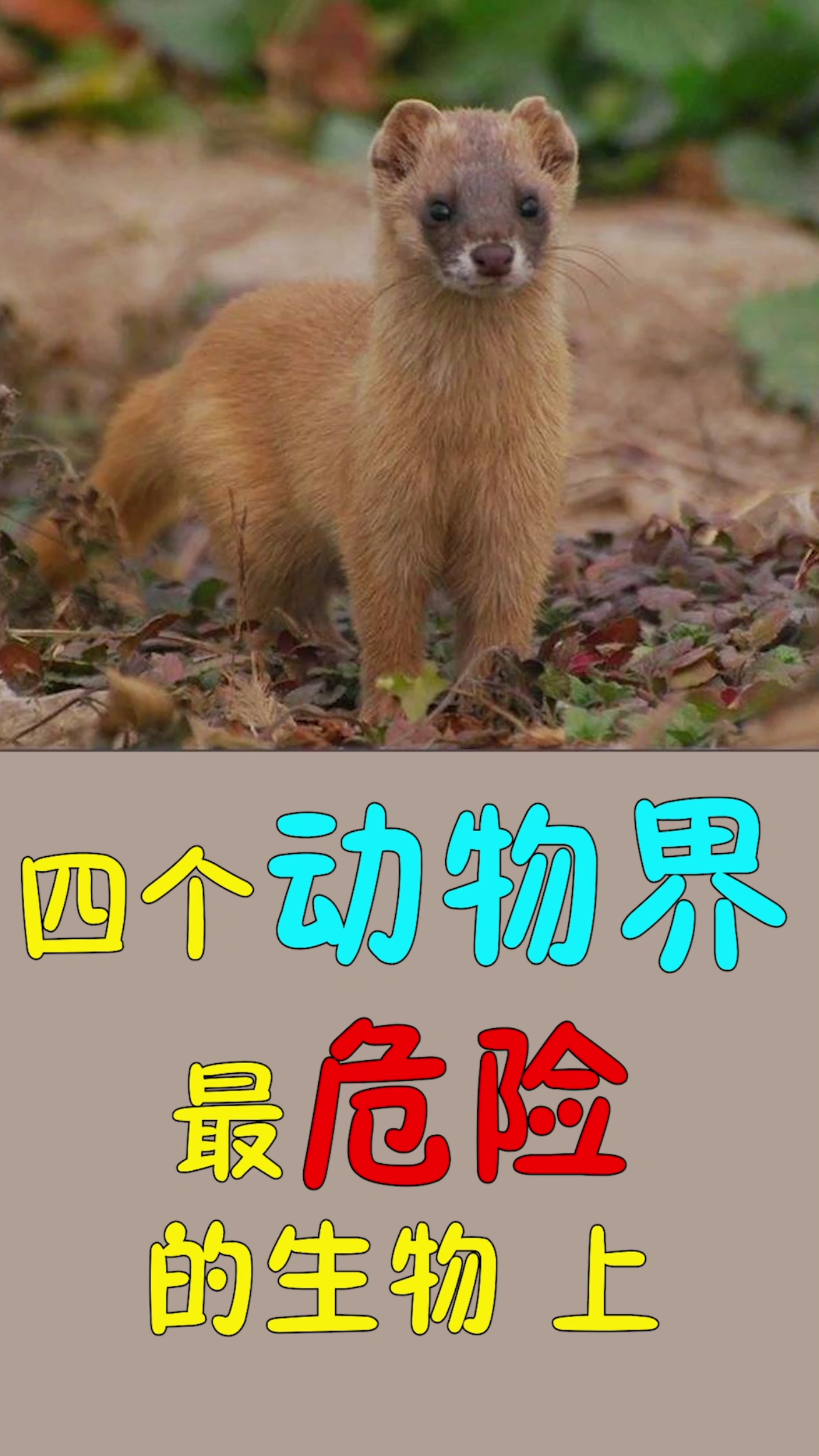 危险动物#四个动物界最危险的生物上