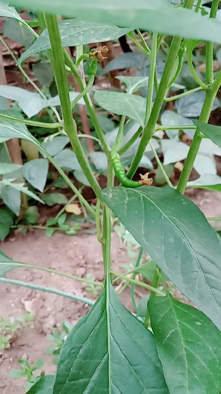 辣椒开始结果了