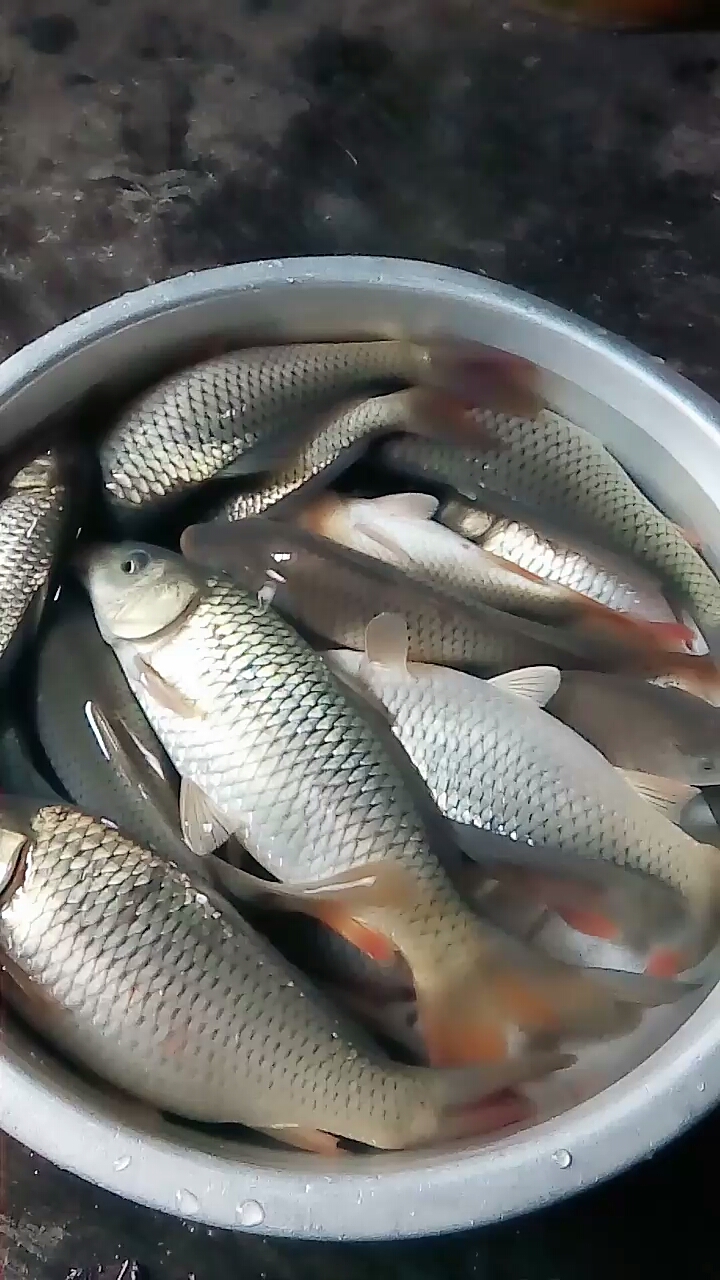 今天抓了好多鱼