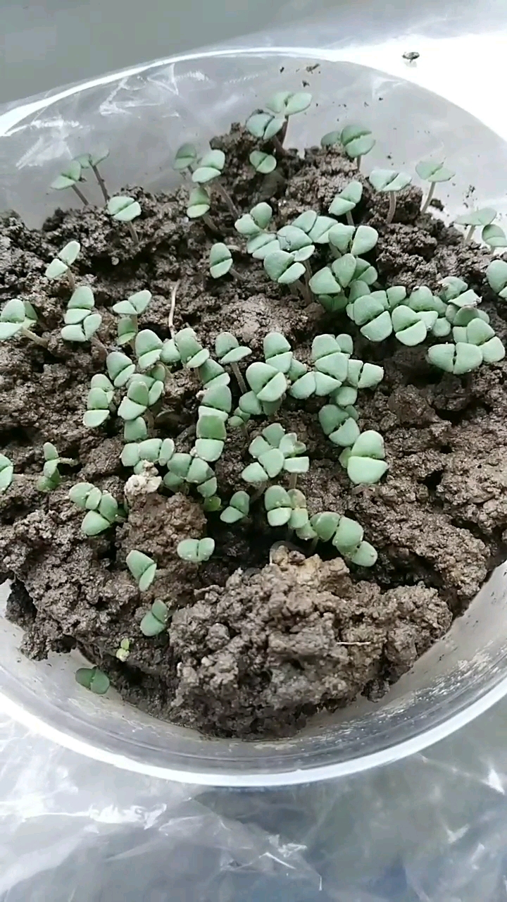 荆棘种子长长了哦!