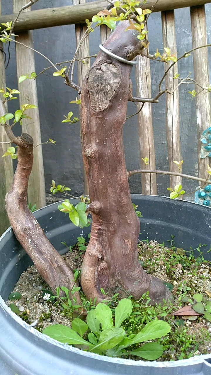 冬天的雀梅也漂亮