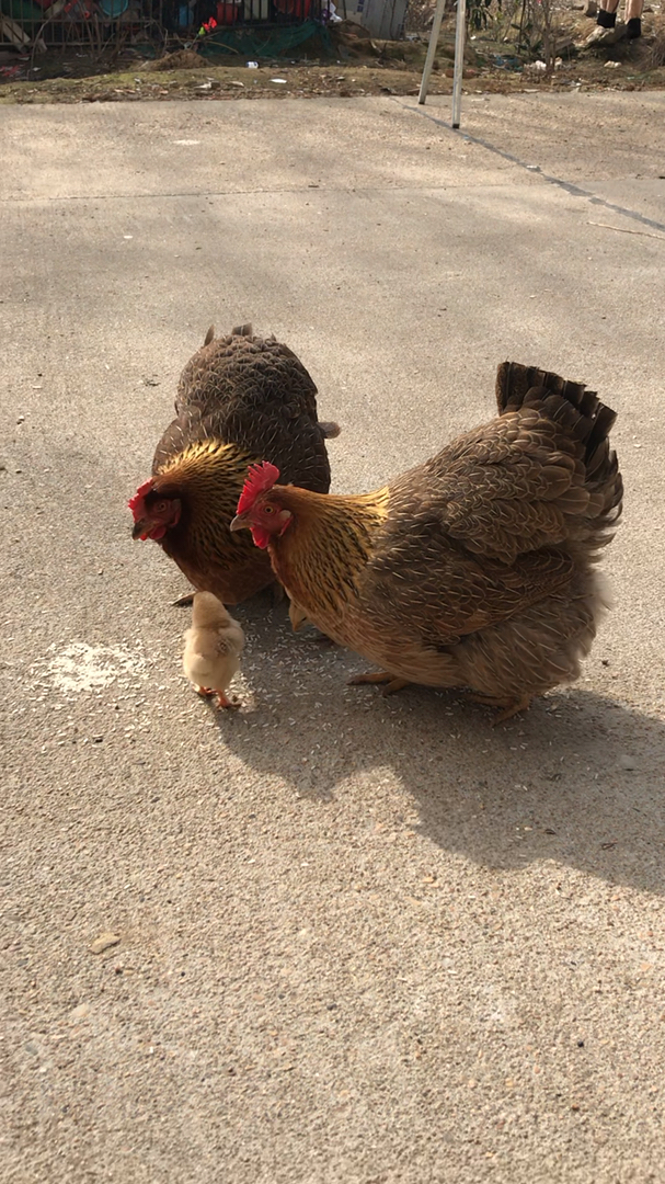 养鸡达人#两只母鸡带一只小鸡